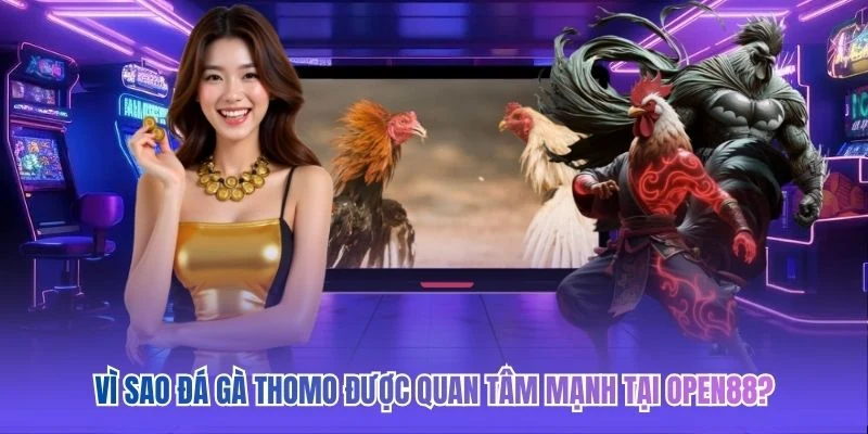 Vì sao đá gà Thomo được quan tâm mạnh tại OPEN88?